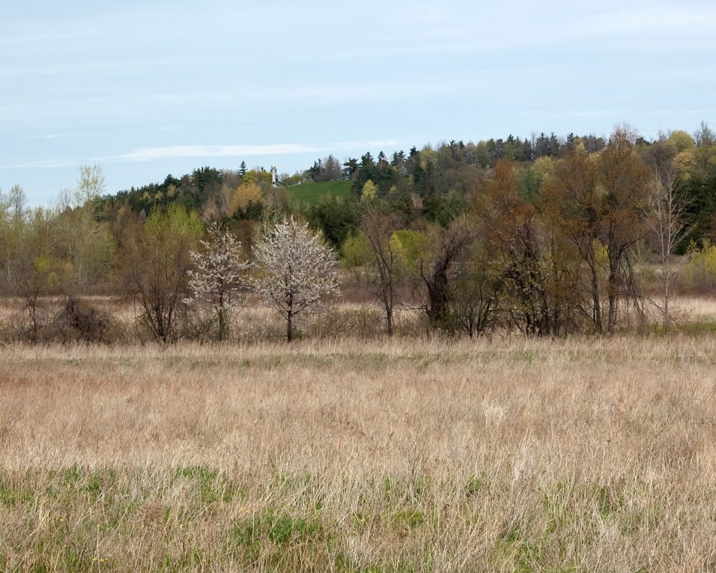 Hill Cumorah is seen behind dead brown grass and trees with brown leaves. The hill is still green with trees and grass.