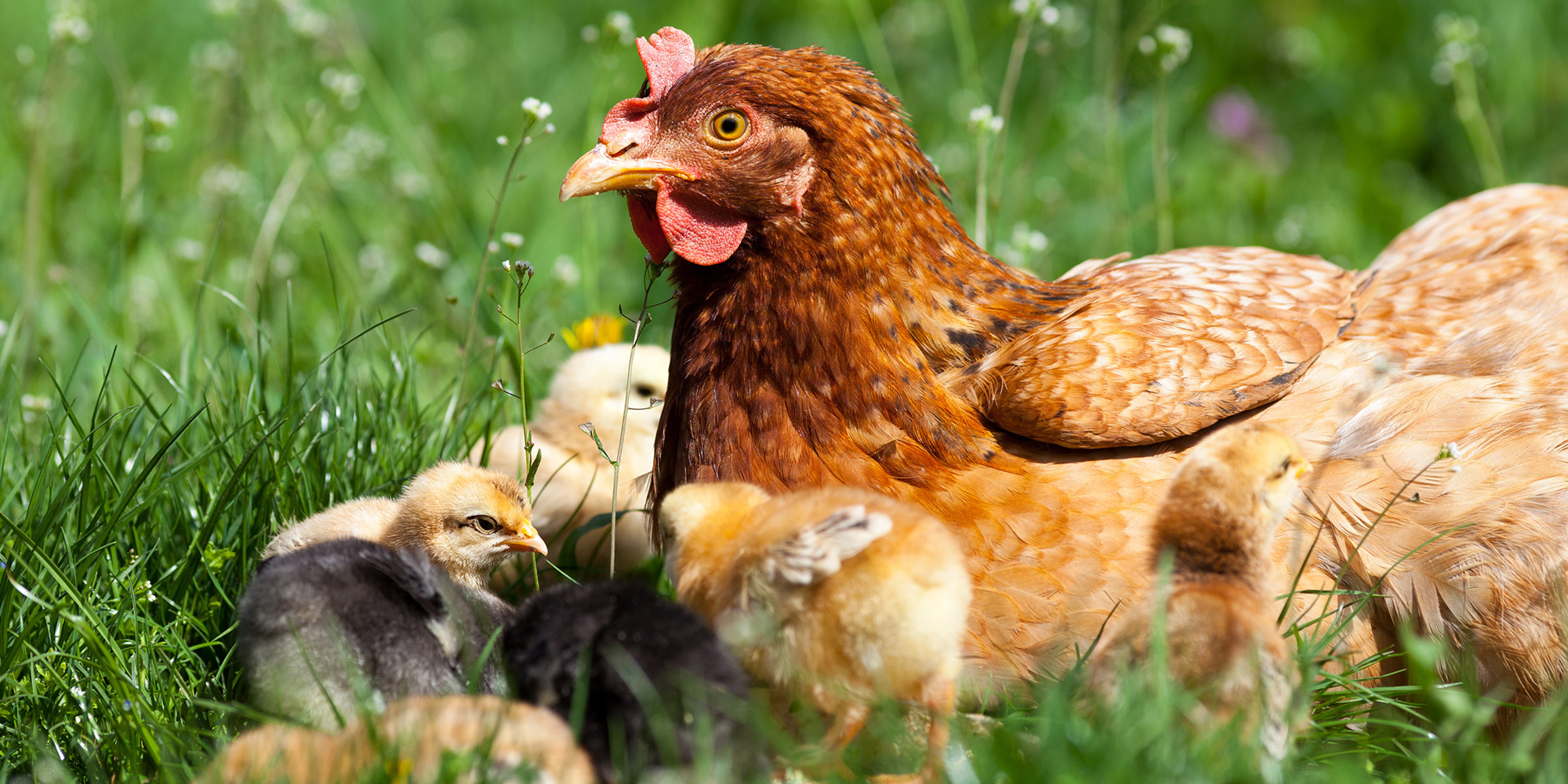 A hen sits in green grass. All around her are chicks walking around.