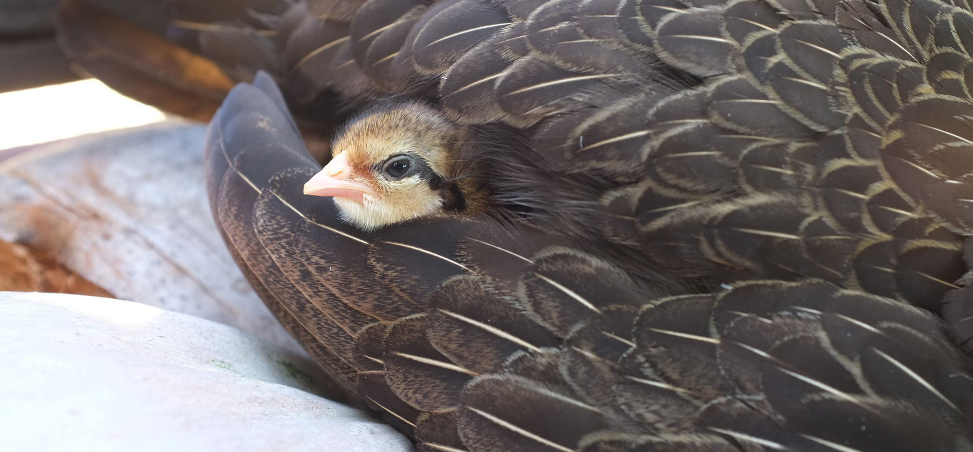 A chick pokes its head out of the wing feathers of a hen